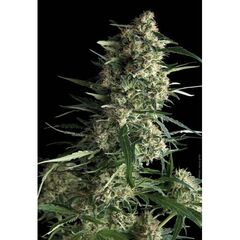 Power Mix Fruit, Фасовка: 12